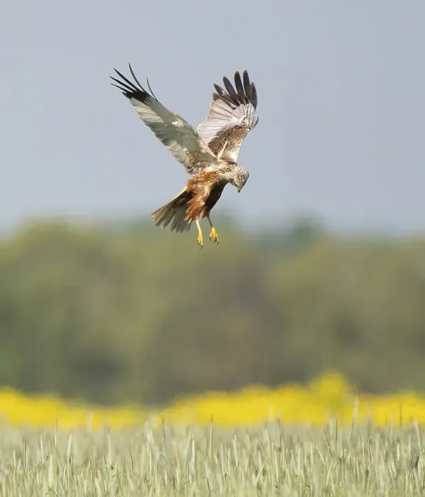 Framed Print : Western marsh-harrier (Circus aeruginosus) Framed Print : Western marsh-harrier (Circus aeruginosus)