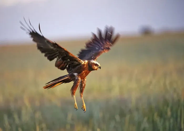 Framed Print : Western marsh-harrier (Circus aeruginosus)