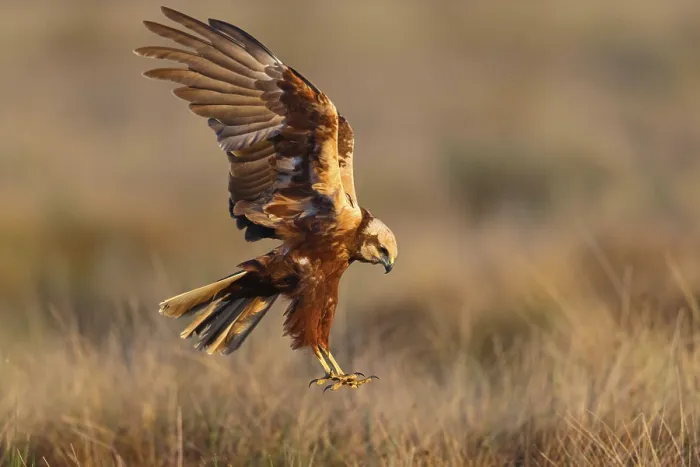 Framed Print : Western marsh-harrier (Circus aeruginosus)