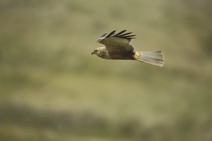 Framed Print : Western marsh-harrier (Circus aeruginosus)
