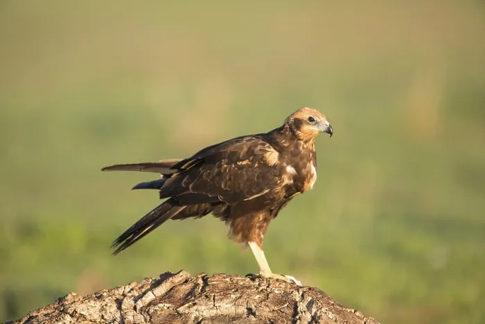 Framed Print : Western marsh-harrier (Circus aeruginosus)