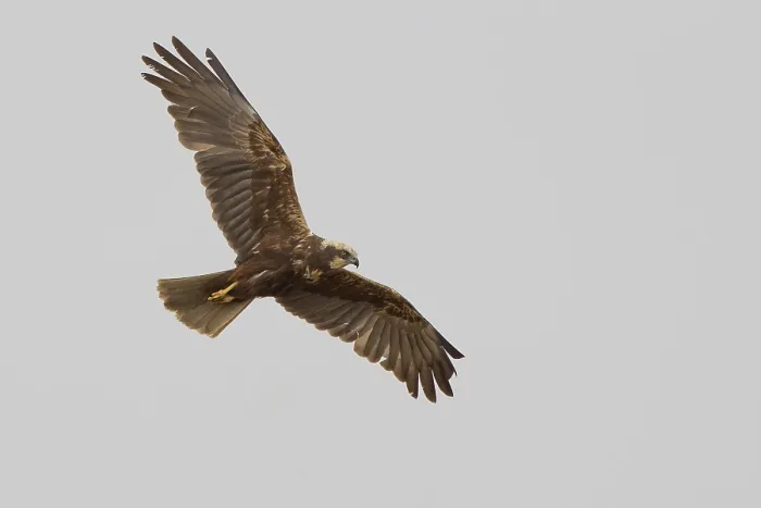 Framed Print : Western marsh-harrier (Circus aeruginosus) Framed Print : Western marsh-harrier (Circus aeruginosus)