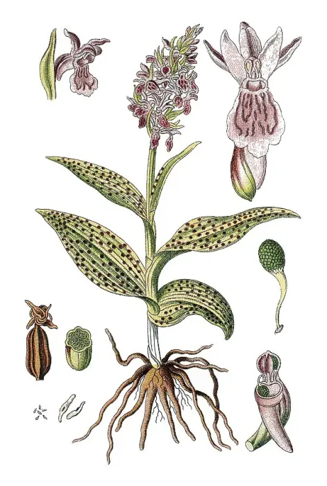Framed Print : Western Marsh Orchid or Broad-leaved Marsh Orchid (Dactylorhiza majalis)