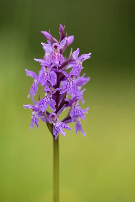 Framed Print : Western marsh orchid (Dactylorhiza majalis)