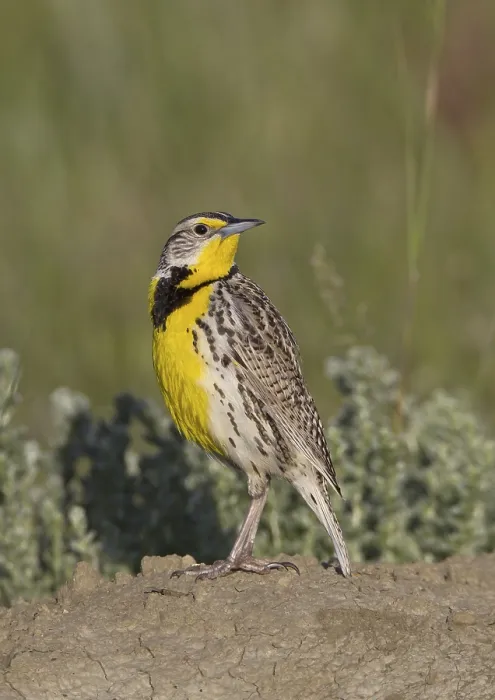 Framed Print : Western Meadowlark (Sturnella neglecta)