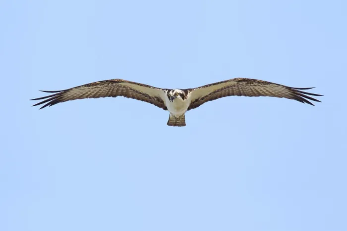 Framed Print : Western Osprey (Pandion haliaetus)