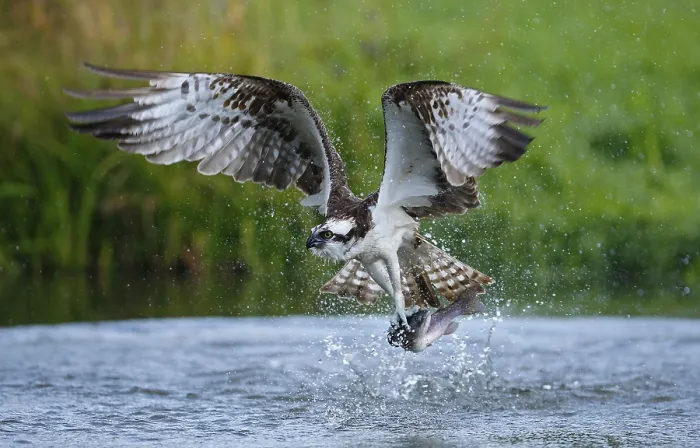 Framed Print : Western osprey (Pandion haliaetus) adult