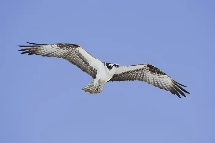 Framed Print : Western osprey (Pandion haliaetus) in flight Framed Print : Western osprey (Pandion haliaetus) in flight