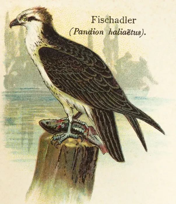 Framed Print : Western osprey (Pandion haliaetus) food