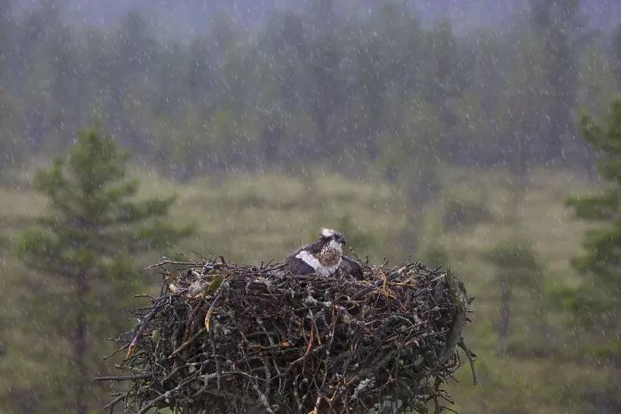 Framed Print : Western osprey (Pandion haliaetus) in the rain on eyrie Framed Print : Western osprey (Pandion haliaetus) in the rain on eyrie