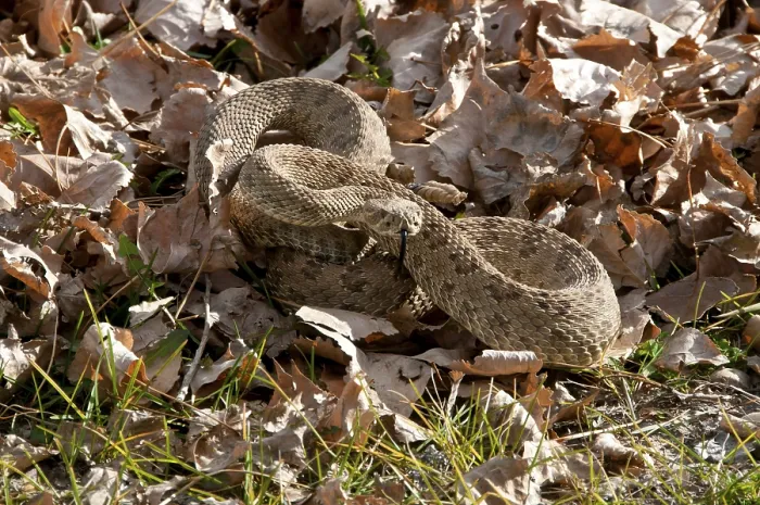 Framed Print : Western Rattlesnake, Prairie Rattlesnake Framed Print : Western Rattlesnake, Prairie Rattlesnake