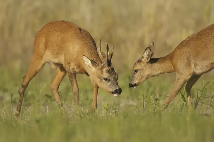 Framed Print : Western Roe Deer (Capreolus capreolus) adult pair