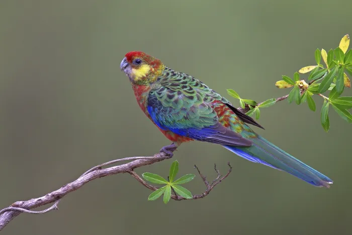 Framed Print : Western Rosella (Platycercus icterotis) female