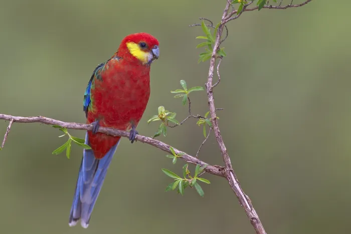 Framed Print : Western Rosella (Platycercus icterotis) male Framed Print : Western Rosella (Platycercus icterotis) male