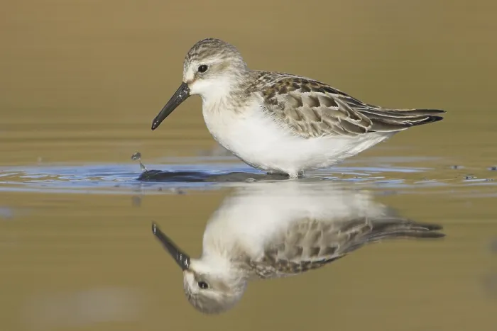 Framed Print : Western Sandpiper (Calidris mauri) Framed Print : Western Sandpiper (Calidris mauri)