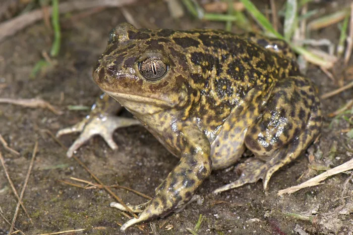 Framed Print : Western Spadefoot (Pelobates cultripes) adult