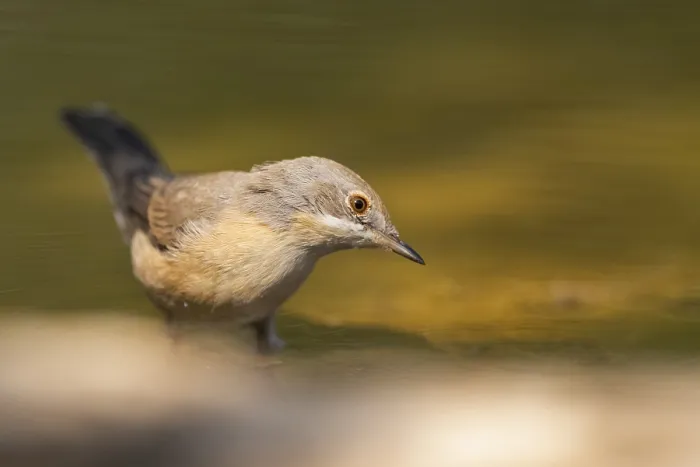 Framed Print : Western subalpine warbler (Curruca iberiae) at a water pool