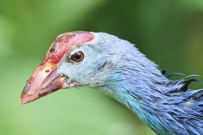 Framed Print : Western swamphen (Porphyrio porphyrio)