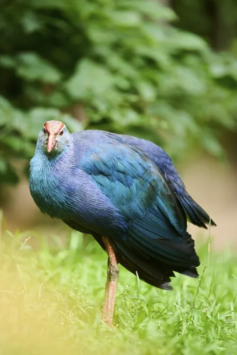 Framed Print : Western swamphen (Porphyrio porphyrio) on a meadow