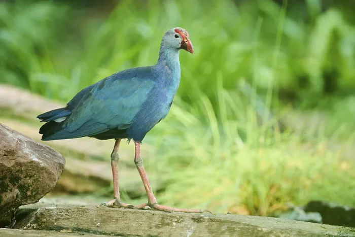 Framed Print : Western swamphen (Porphyrio porphyrio) standing on a rock