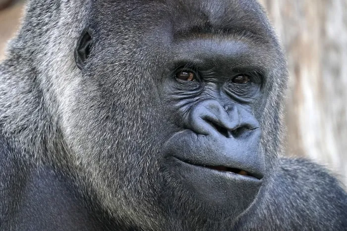 Framed Print : Western western gorilla (Gorilla gorilla) silverback
