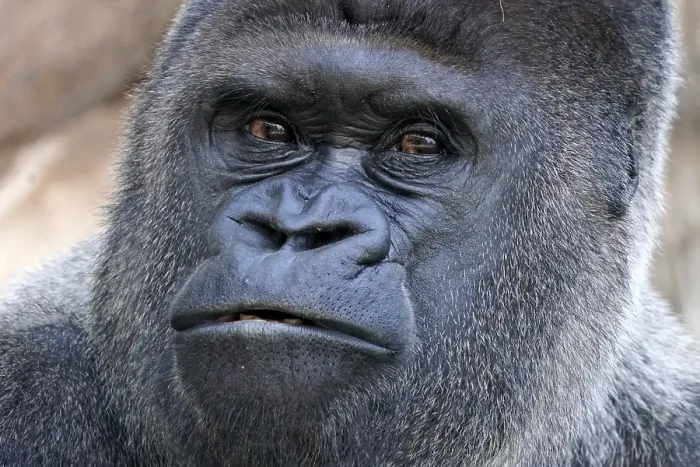 Framed Print : Western western gorilla (Gorilla gorilla) silverback