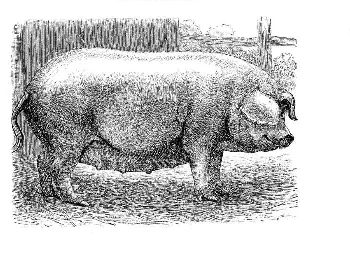 Framed Print : Westphalian pig, is a rare domestic pig breed in Germany