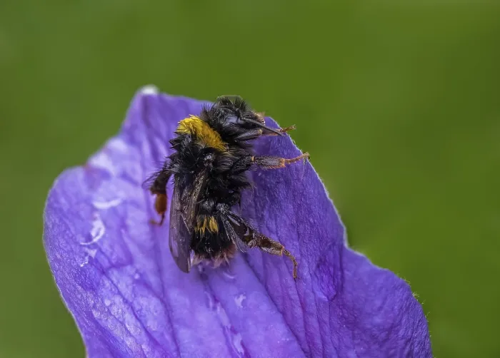 Framed Print : A wet Bee on a purple flower