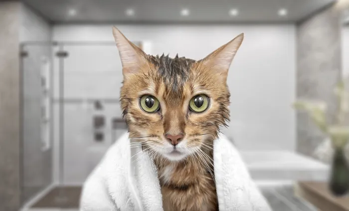 Framed Print : Wet cat in a towel in the shower while bathing Framed Print : Wet cat in a towel in the shower while bathing