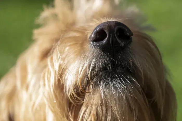 Framed Print : Wet dog nose, Mini Goldendoodle, Germany, Europe