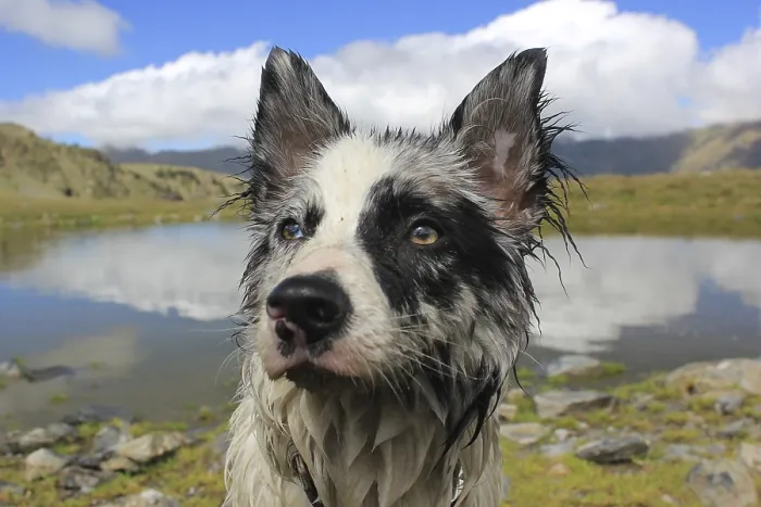 Framed Print : A wet dog standing by a lake with mountains and cloudy sky reflecting in the water