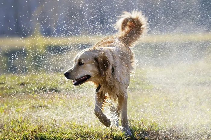 Framed Print : Wet Golden retriever dog over blurry background Framed Print : Wet Golden retriever dog over blurry background