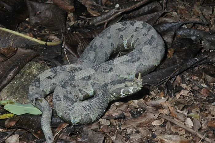 Framed Print : Wet-horned viper (Bitis nasicornis) Framed Print : Wet-horned viper (Bitis nasicornis)