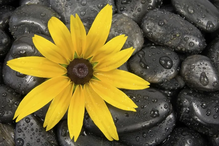 Framed Print : Wet zen stones and bright yellow flower Framed Print : Wet zen stones and bright yellow flower