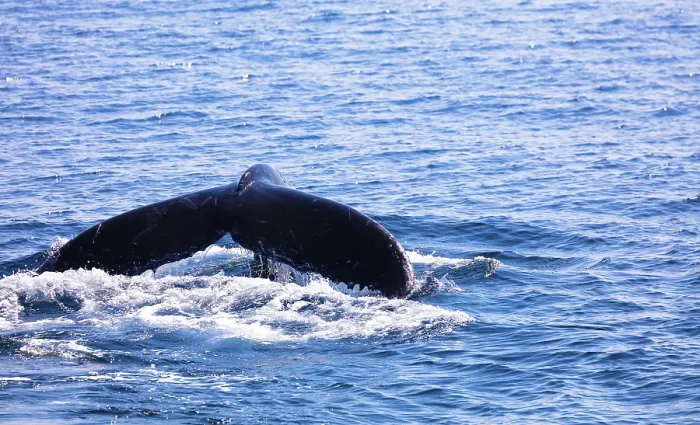 Framed Print : Whale in Cape Cod, Massachussetts, United States