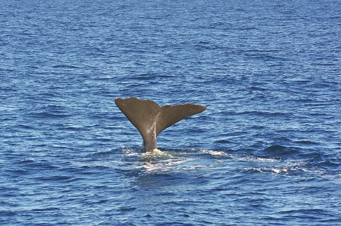 Framed Print : A whale fin juts out of the wavy blue ocean waters