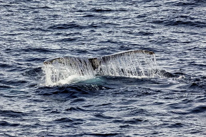 Framed Print : Whale fin with water currents in the middle of the deep blue ocean Framed Print : Whale fin with water currents in the middle of the deep blue ocean