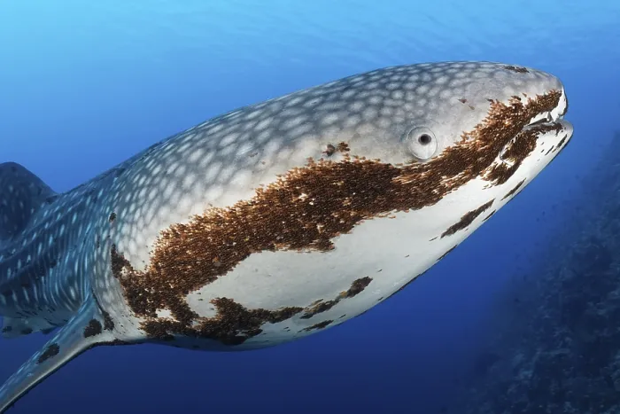 Framed Print : Whale shark (Rhincodon typus), in blue water
