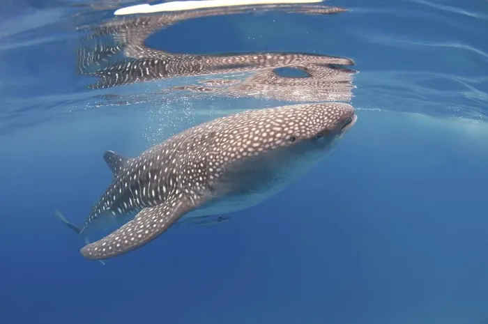 Framed Print : Whale Shark (Rhincodon typus), Bohol Sea