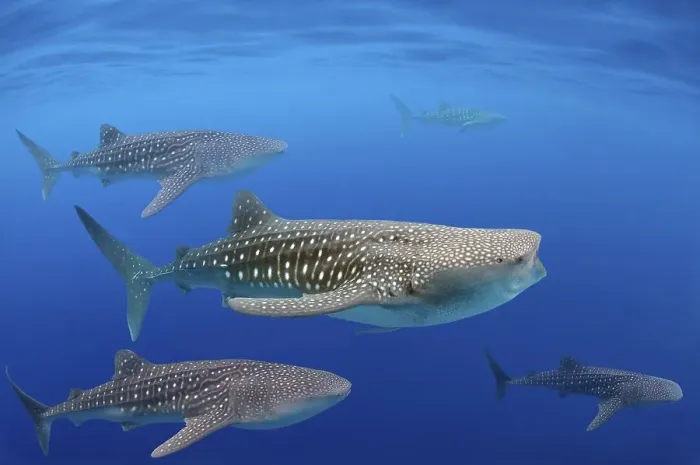 Framed Print : Whale shark (Rhincodon typus), Bohol Sea
