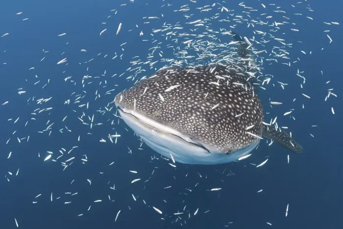 Framed Print : Whale Shark (Rhincodon typus), Cenderawasih Bay