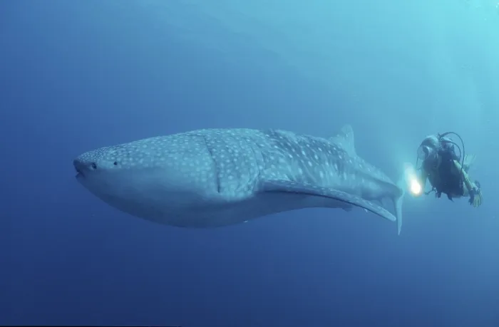 Framed Print : Whale Shark (Rhincodon typus) and diver