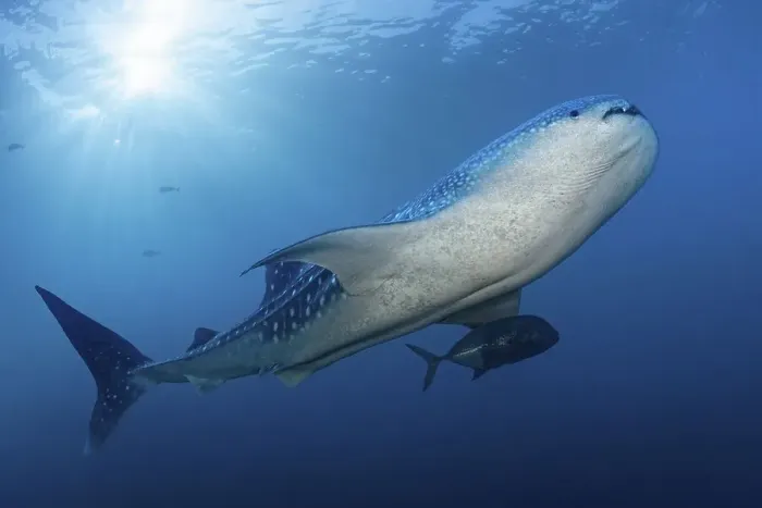 Framed Print : Whale shark (Rhincodon typus) swimming against the light