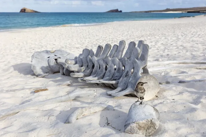 Framed Print : Whale skeleton, Gardner Bay beach