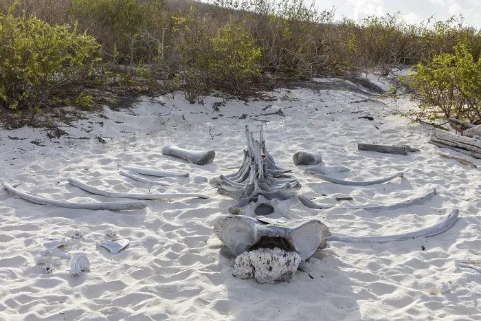 Framed Print : Whale skeleton, Gardner Bay beach