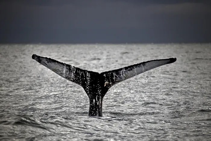 Framed Print : Whale-watching tour, whale watching tour Framed Print : Whale-watching tour, whale watching tour