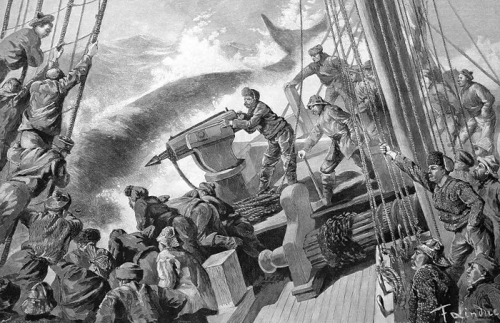 Framed Print : Whalers with a harpoon gun, historic wood engraving Framed Print : Whalers with a harpoon gun, historic wood engraving