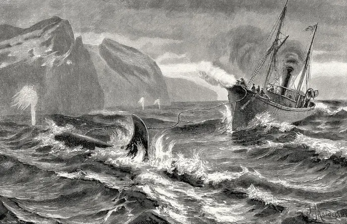 Framed Print : Whaling at the Siberian coast with a harpoon fired from a cannon