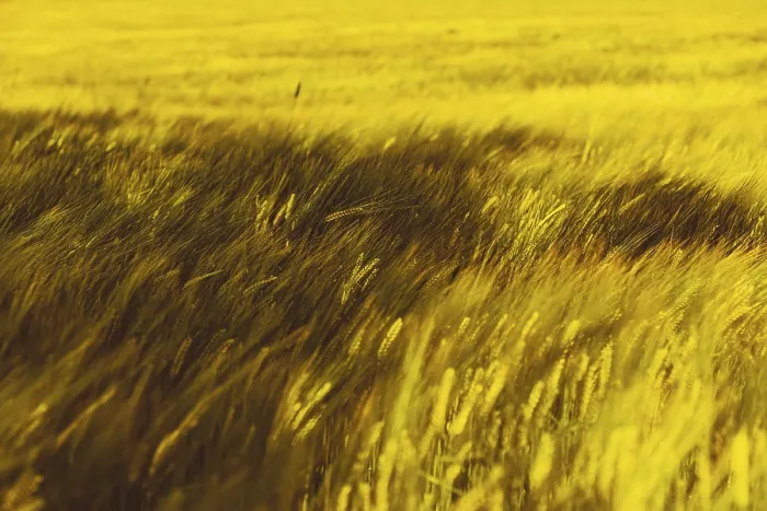 Framed Print : Wheat billowing in the wind, Poland