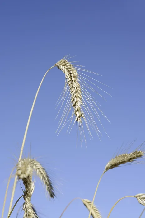 Framed Print : Wheat or common wheat (Triticum aestivum)